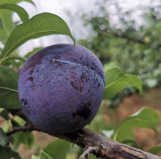 陕西黑布林鲜嫩多汁核小肉厚10斤箱