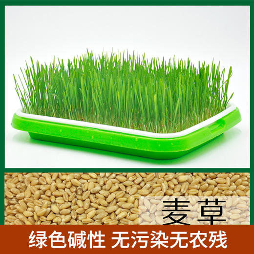 时令种子10件套 商品图3