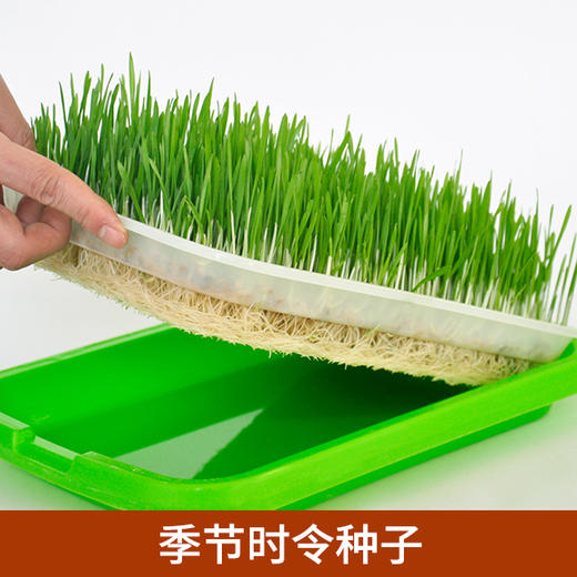 时令种子10件套 商品图0