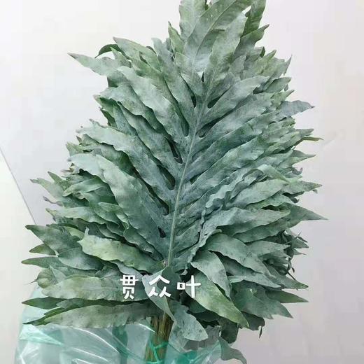 配花-贯众叶-10支 商品图0