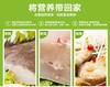 【百汇到家】整条鲽鱼 商品缩略图5
