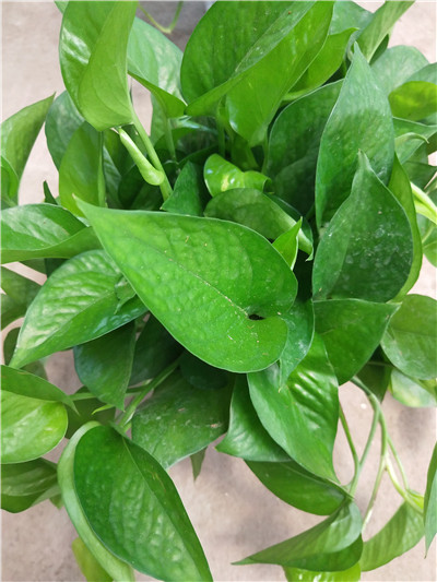 四方白盆绿航绿萝自带储水盆