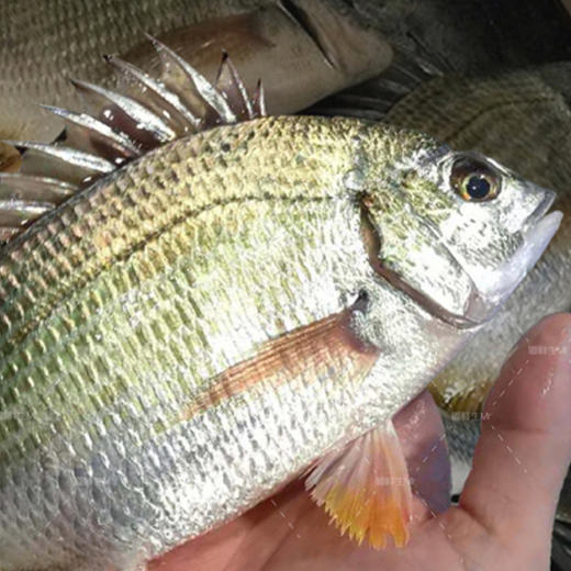 鲜活黄立鱼 1斤装