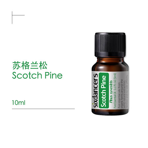 樟子松/苏格兰松（10ML） 商品图0