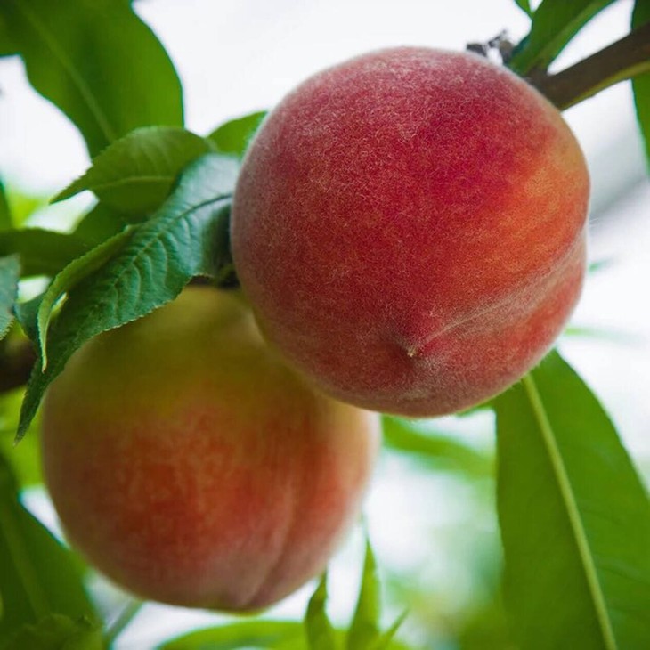 曹鲜生(微信公众号认证)天津网红生鲜店,小程序下单,每天12点发货