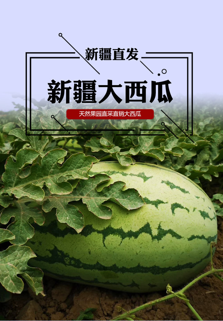 新疆大西瓜当季水果5斤起购沙瓤新鲜1.2元/500g