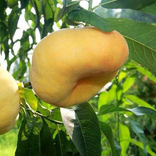 【黄金蟠桃】2.5斤装,精品大果,核小肉厚,甜蜜多汁