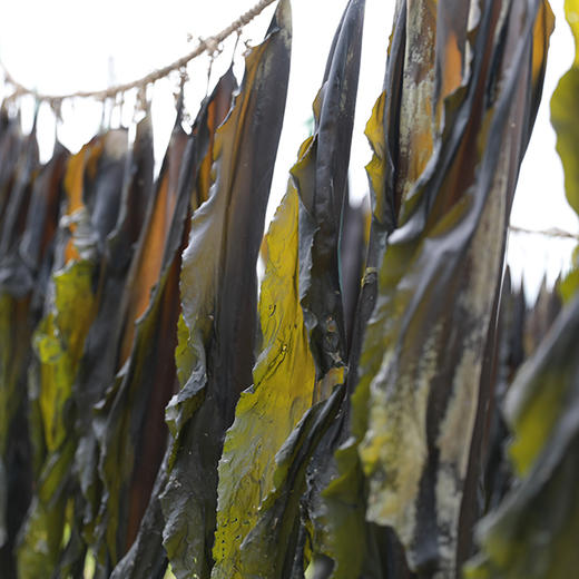 象山干海带 商品图0