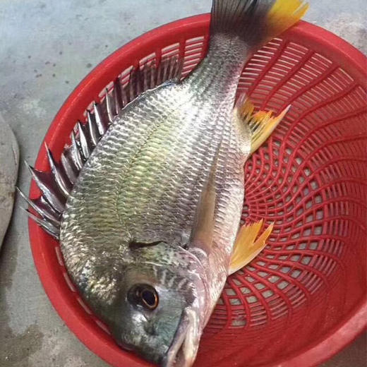 鲜活黄立鱼 1斤装