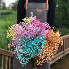 【七彩满天星】一扎约400g/份    可做干花保存