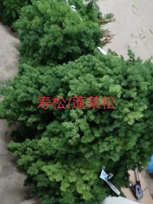 配叶-蓬莱松 商品图1