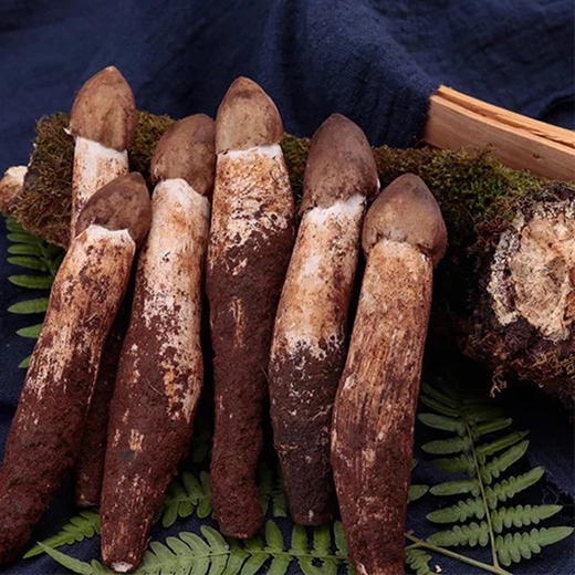 野生火把鸡枞菌 | 来自香格里拉的野生珍品 清甜自然本味 纯野生采摘