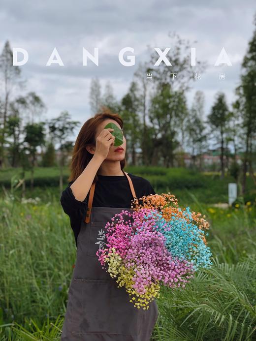 【七彩满天星】一扎约400g/份    可做干花保存 商品图4