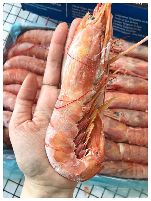 南极深海红虾大只肉厚远洋捕捞捕捞出海后极速船冻锁住深海鲜美