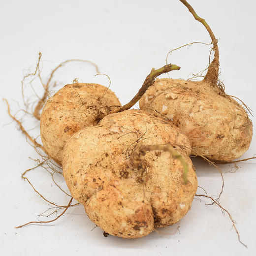 安顺 普定【地萝卜】5斤装  肉质嫩脆 甘甜多汁 全国包邮，偏远不发 如有下雨发货顺延 商品图0