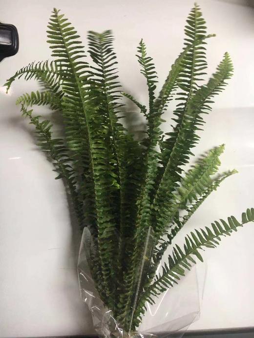 配叶-排草 商品图0