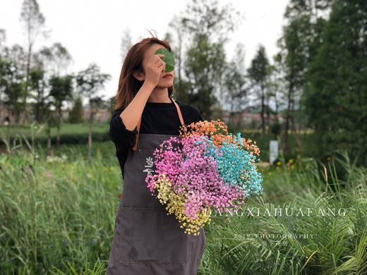 【七彩满天星】一扎约400g/份    可做干花保存 商品图2