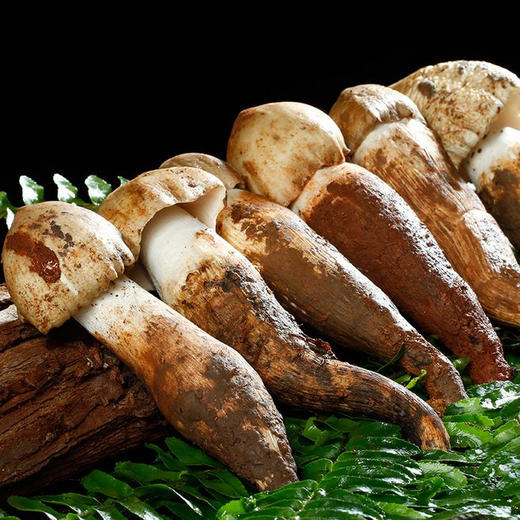 野生火把鸡枞菌 | 来自香格里拉的野生珍品 清甜自然本味 纯野生采摘