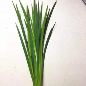 配叶-燕尾叶-/扎