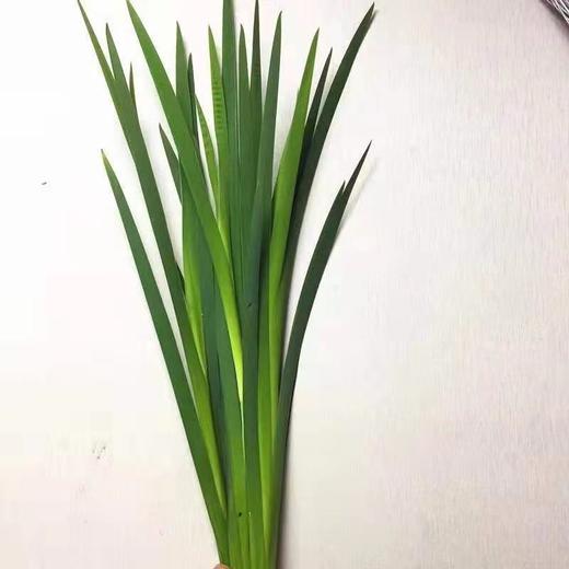 配叶-燕尾叶-/扎 商品图0