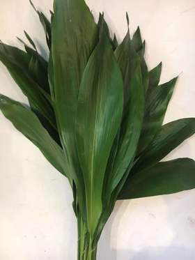 配叶-叶兰-10支/扎