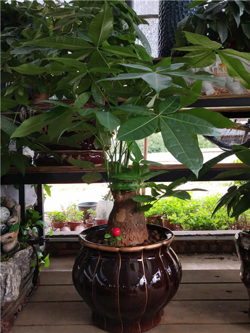 精品发财树系列