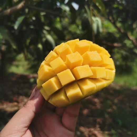 广西田东桂七芒5斤装大果810个