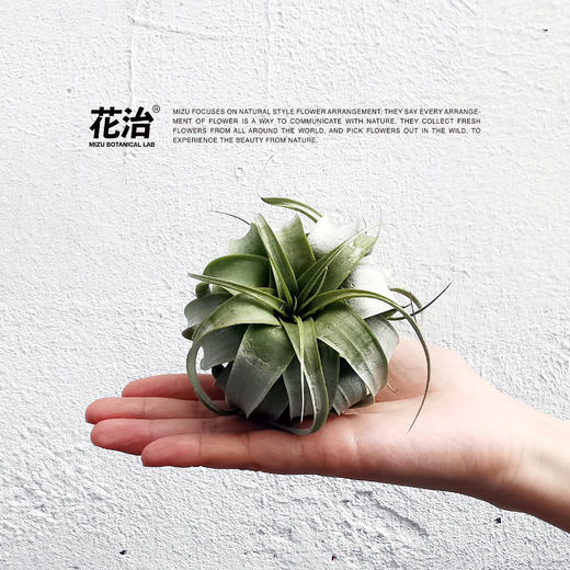 空氣植物 air plants- mini q 霸王