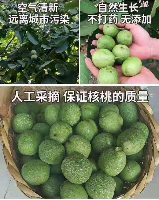 【预售】云南去青皮新鲜核桃，颗粒饱满，甘甜营养高，超妈产地甄选，请冷藏保存 商品图10