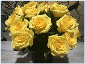 国产单头玫瑰花金枝玉叶10支