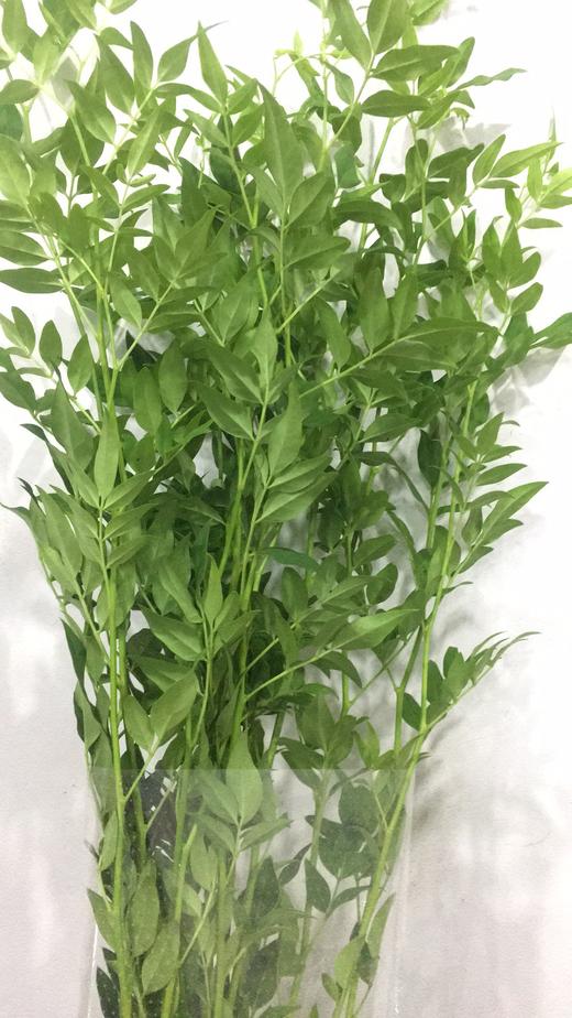 配叶-本地九星叶 商品图0