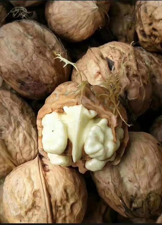 【预售】云南去青皮新鲜核桃，颗粒饱满，甘甜营养高，超妈产地甄选，请冷藏保存 商品图4