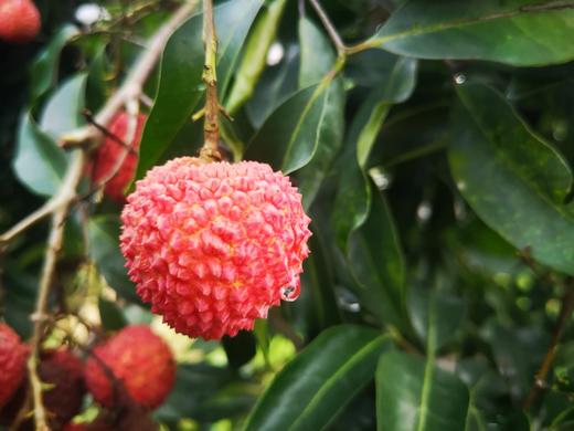 合江荔枝奥运贡果带绿纯甜小核5斤川渝包邮