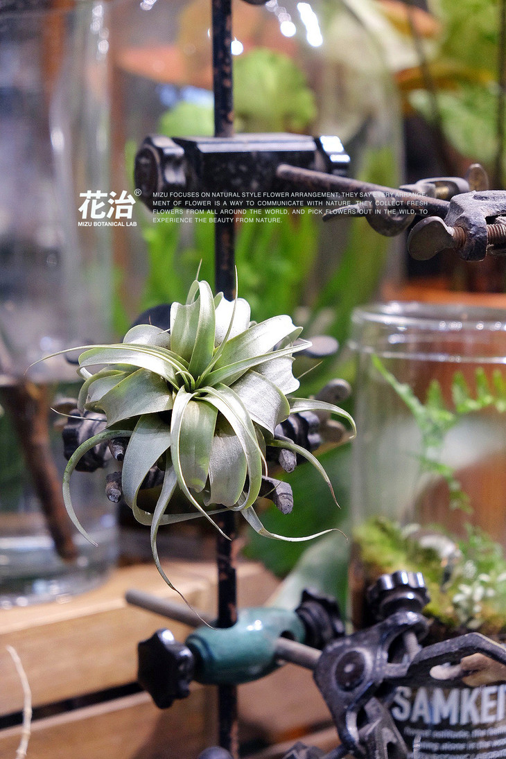 空氣植物 air plants- mini q 霸王