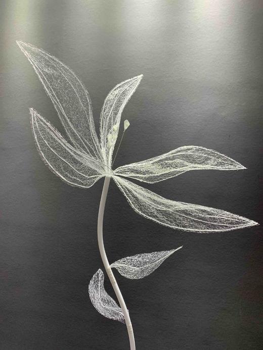 自由花【运费自理】 商品图5