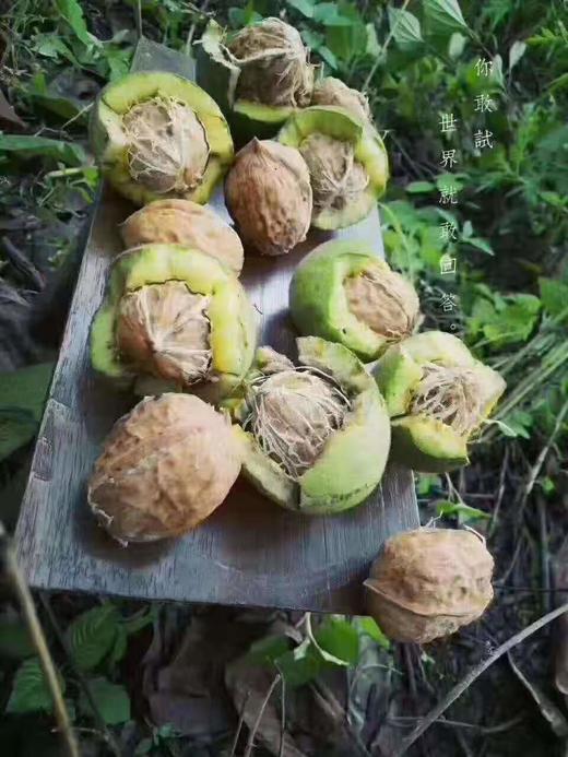 现货四川盐源去青皮新鲜核桃颗粒饱满甘甜营养高超妈产地甄选请冷藏