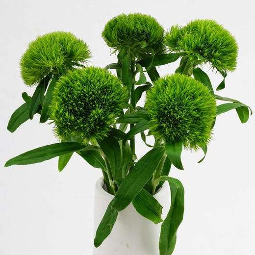 配花-本地绿石竹-10枝/扎 商品图0