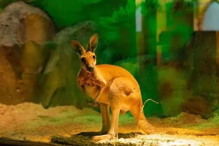 西安cutezoo城市動物園1大1小套票2000㎡各類萌寵6大區域超大型室內萌