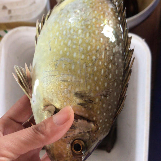 【海鲜任意3斤起购】东山海鲜飞鼓鱼 | 超活力 煲酸梅 有一股独特的