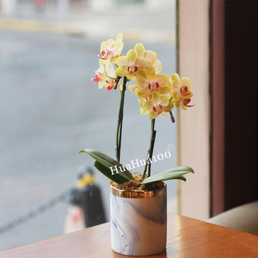 甜甜的心意丨日本进口迷你蝴蝶兰礼包 商品图2