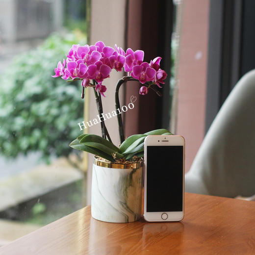 甜甜的心意丨日本进口迷你蝴蝶兰礼包 商品图3