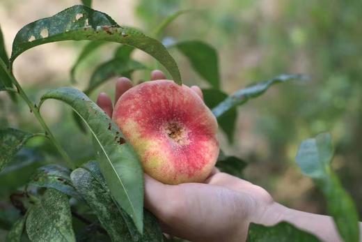 天福园蟠桃貌丑裂果介意慎拍,预计7月31日发货,限北京!