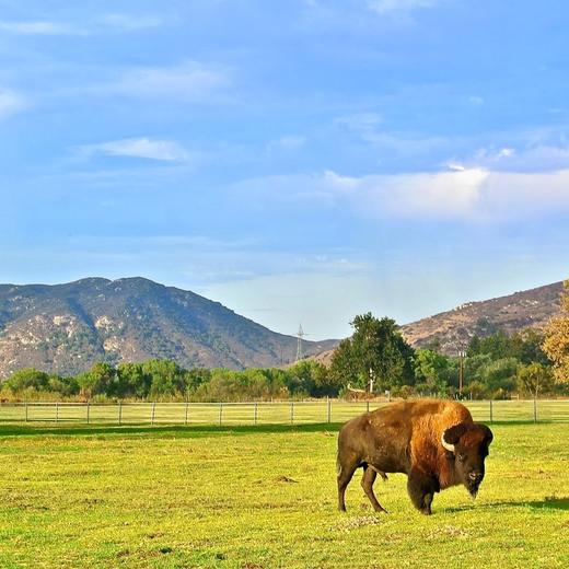 波马谷乡村俱乐部 Pauma Valley Country Club | 加利福尼亚州 CA | 美国 商品图3