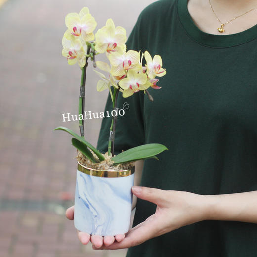 甜甜的心意丨日本进口迷你蝴蝶兰礼包 商品图5