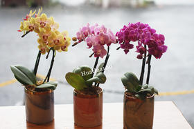 甜甜的心意丨日本进口迷你蝴蝶兰礼包