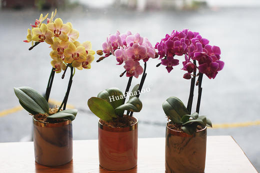 甜甜的心意丨日本进口迷你蝴蝶兰礼包 商品图0