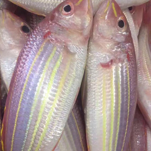 东山海鲜活鲜野生金线鱼蒜瓣肉质肉质鲜美无小杂刺非常适合宝宝老人