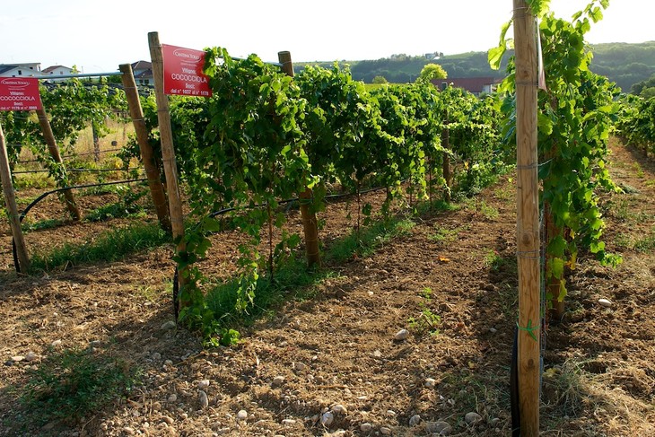 维乐卡斯特罗灰比诺白cantinatollovillacastellopinotgrigioterre