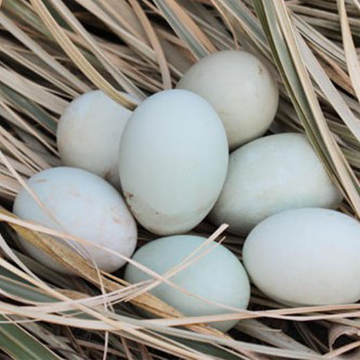 水鸭蛋（论个） 商品图0