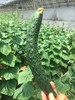 【鸿翠园招牌菜】鸿翠园 有机水黄瓜 商品缩略图3